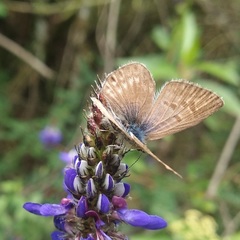 Leptotes andicola