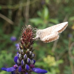 Leptotes andicola