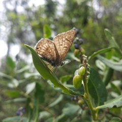 Leptotes andicola