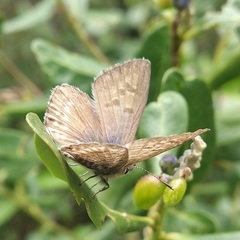 Leptotes andicola
