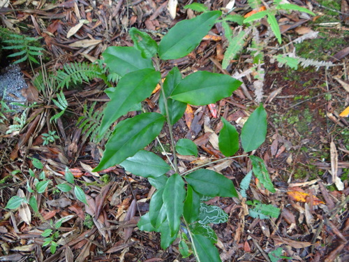 Symplocos sonoharae (Symplocos sonoharae)