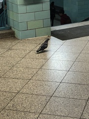 Columba livia domestica