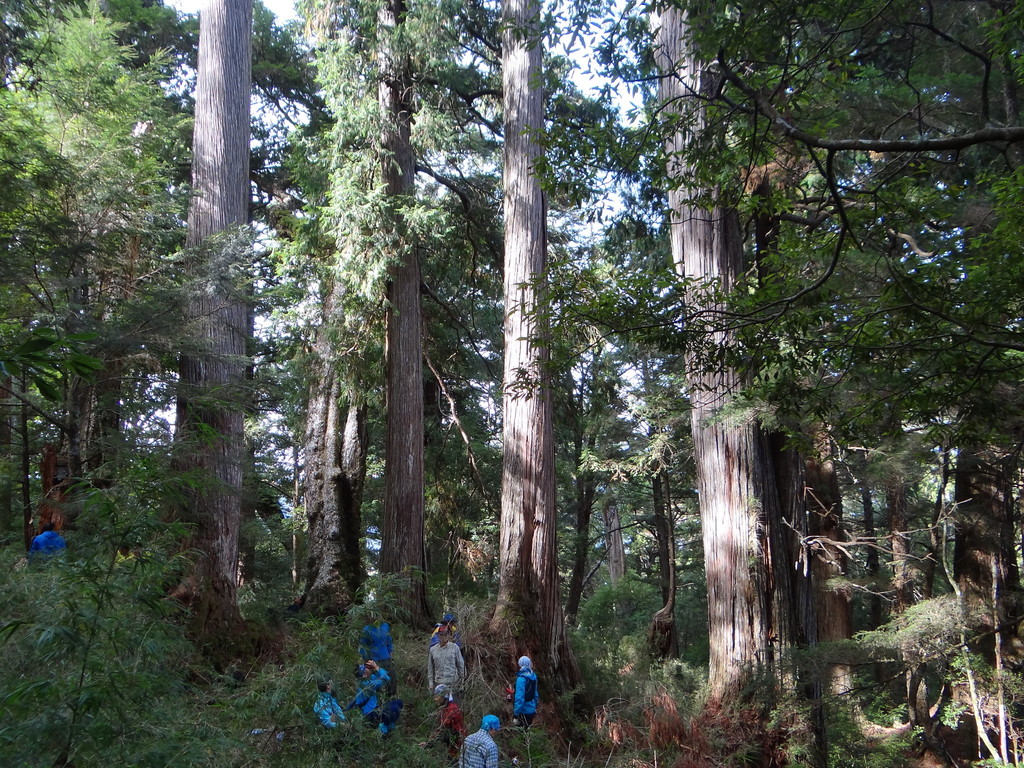 Hinoki cypress
