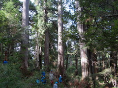Chamaecyparis obtusa — photo 3