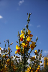 Cytisus scoparius andreanus