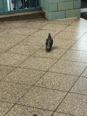 Columba livia domestica