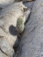 Mammillaria phitauiana