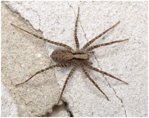 Common Forest Wolf Spider Complex (Complex Pardosa lugubris) · iNaturalist