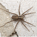 Common Forest Wolf Spider Complex - Photo (c) naturalist_ua, some rights reserved (CC BY-NC)