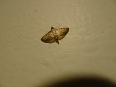 Cnaphalocrocis