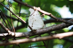 Morpho polyphemus polyphemus