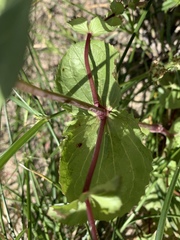 Erythranthe lagunensis