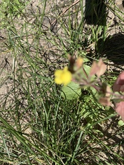 Erythranthe lagunensis