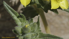 Mentzelia eremophila