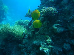 Chaetodon semilarvatus
