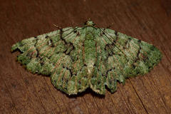Aeolochroma hypochromaria