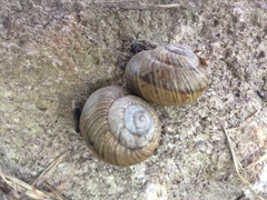 Xerarionta intercisa