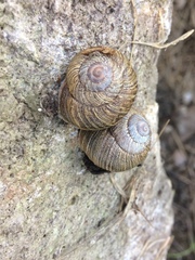 Xerarionta intercisa