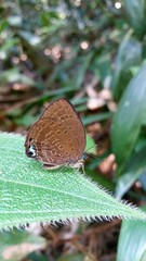 Arhopala major major