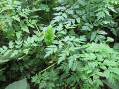 Afroligusticum linderi