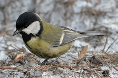 Parus major