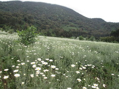 Tanacetum coccineum