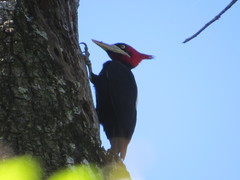 Campephilus leucopogon