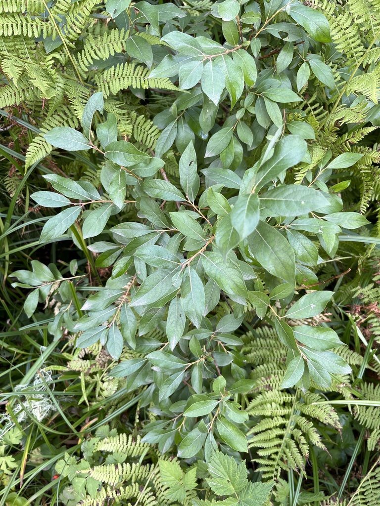 Willows from Kittitas County, US-WA, US on September 1, 2023 at 12:46 ...