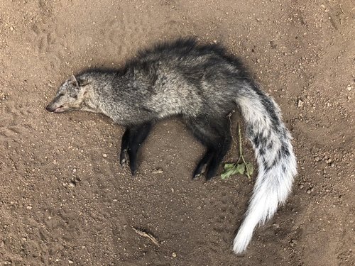 White-tailed Mongoose