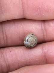 Praticolella mexicana