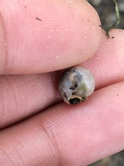 Praticolella mexicana