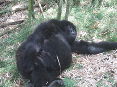 Gorilla beringei beringei