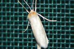 Rupela