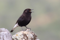 Oenanthe leucura