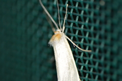 Rupela