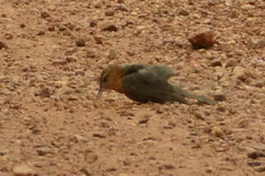 Cantorchilus leucotis