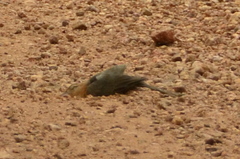 Cantorchilus leucotis