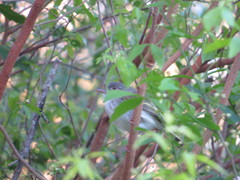 Hemitriccus margaritaceiventer