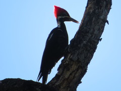 Dryocopus schulzii