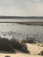 Phoenicopterus roseus