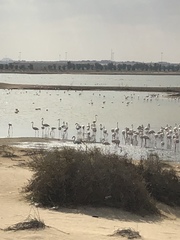 Phoenicopterus roseus