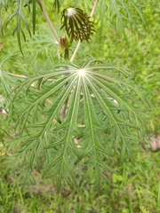 Jatropha multifida image