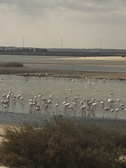 Phoenicopterus roseus