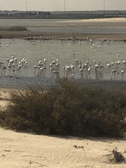 Phoenicopterus roseus