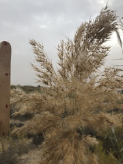 Phragmites australis