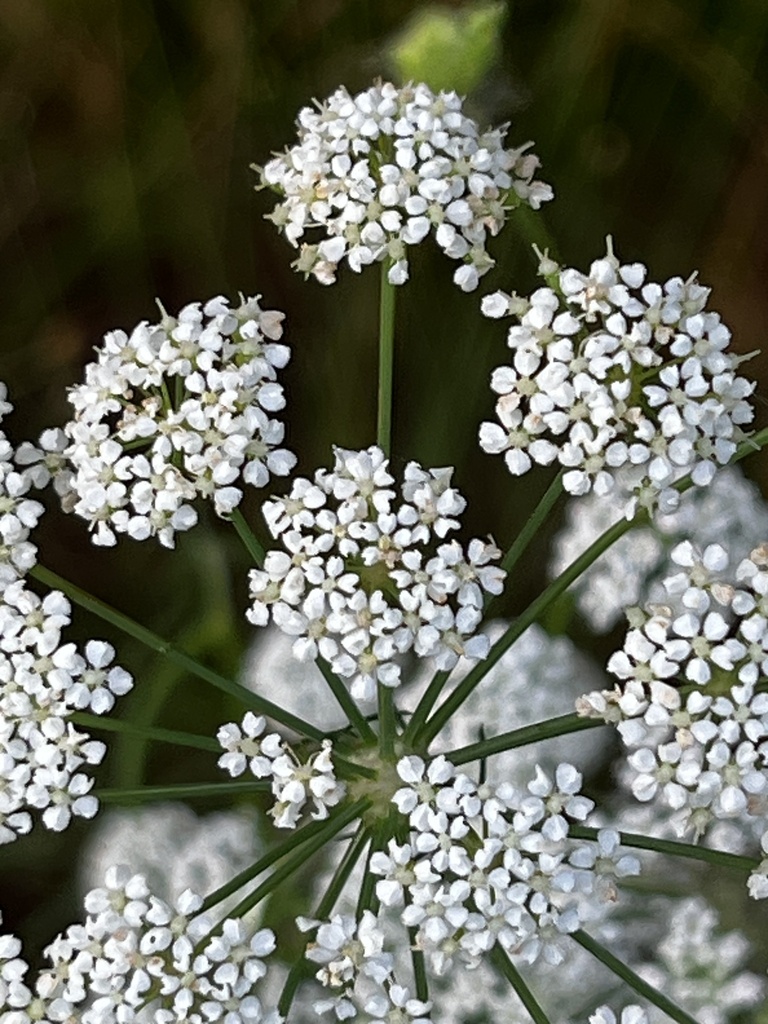 Ptilimnium texense