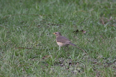 Turdus pelios