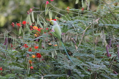 Psittacula krameri krameri