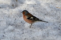 Fringilla coelebs