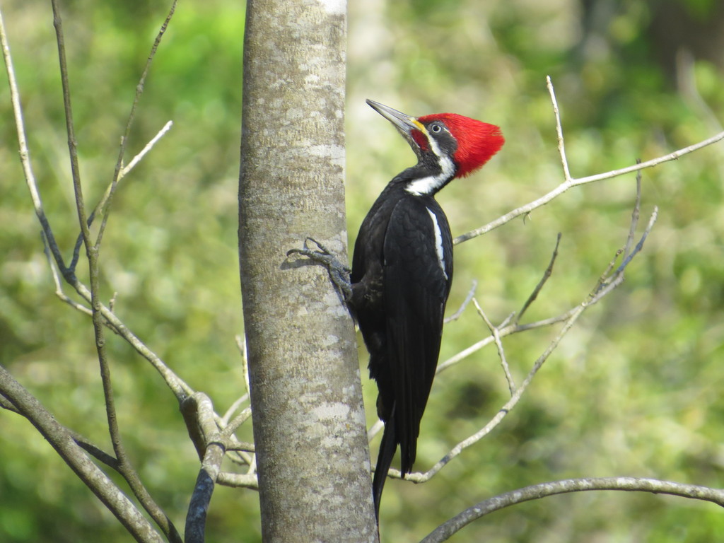 Black-bodied Woodpecker (Dryocopus schulzii) photo